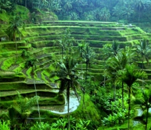 ubud