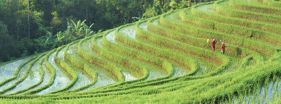 Ubud Rice Terrace